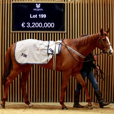 Pouliche Arqana vignette